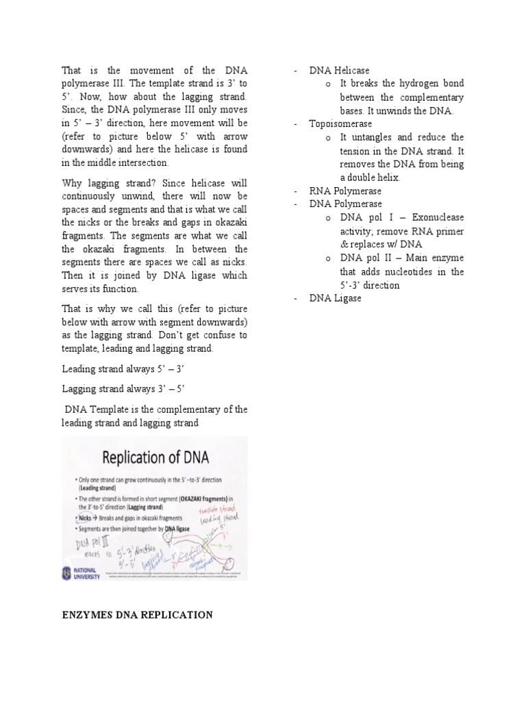Understanding DNA Replication Mechanics | PDF