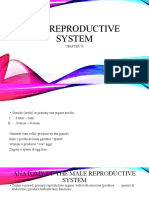 Reproductive System