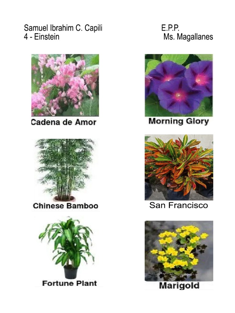 Ornamental Plants PDF