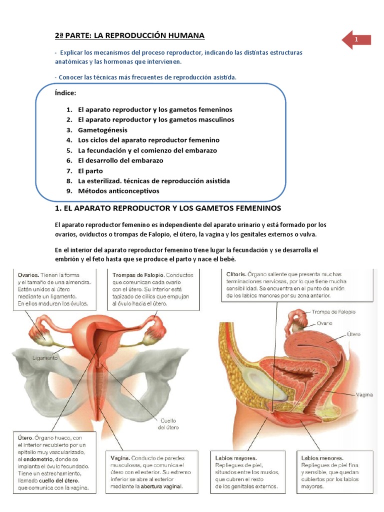 Bloque III - Anatomía y Fisiología3 | PDF | Sistema reproductivo | El ...