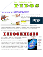 Lipidos Clase 4