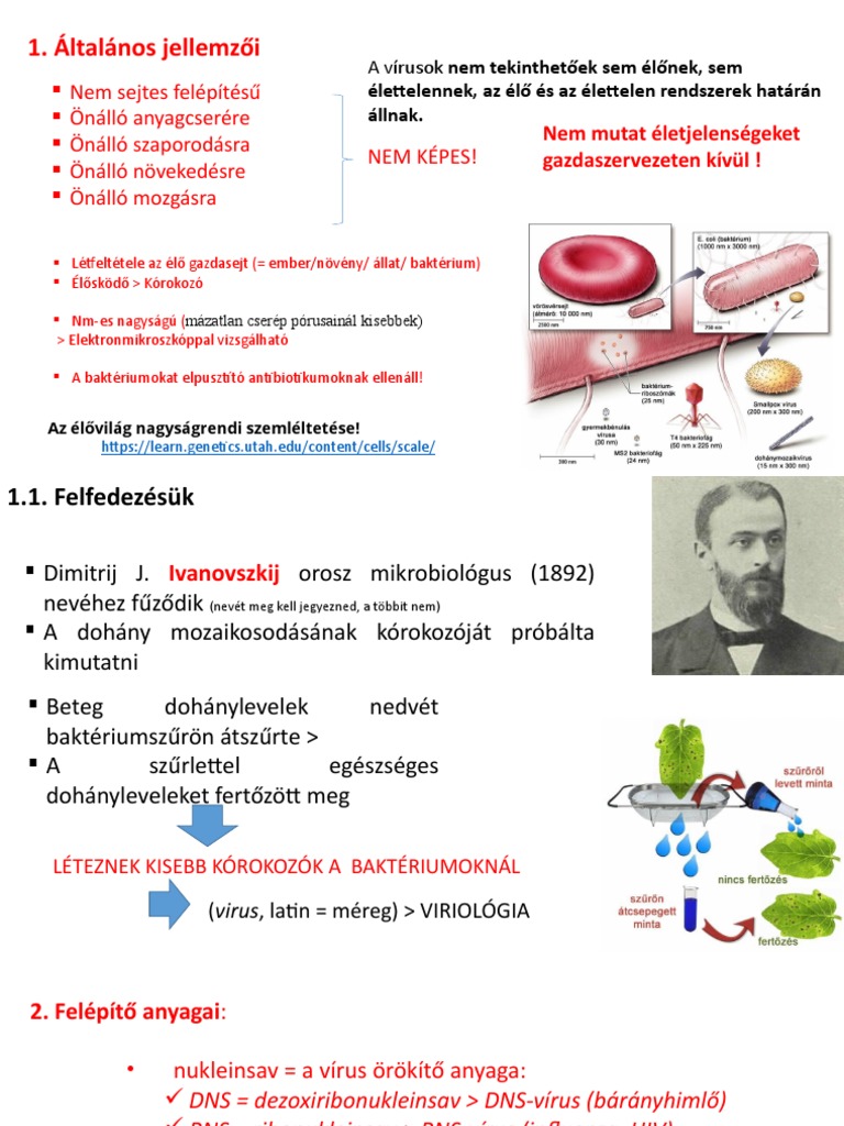 03 Vírusok | PDF