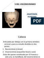 Clase de Anatomia Huesos de La Cara