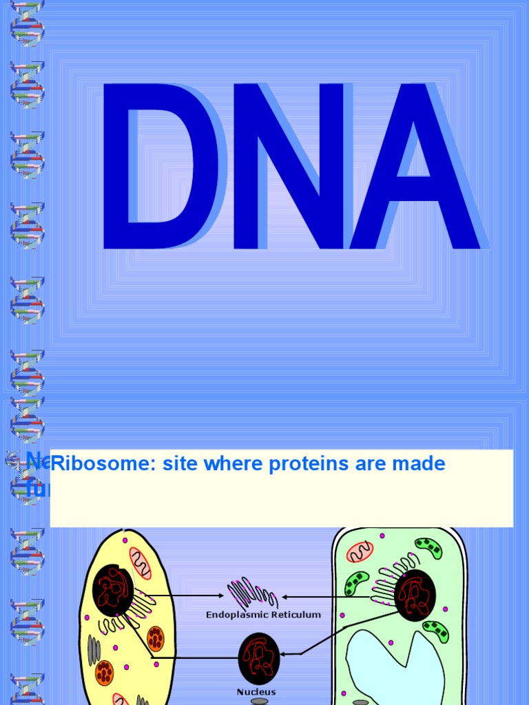 Genetics 101 Sorting Nucleotide Bases Made Easy - ubo2u4w