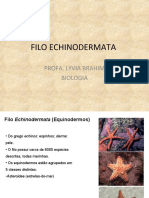 Filo Echinodermata em