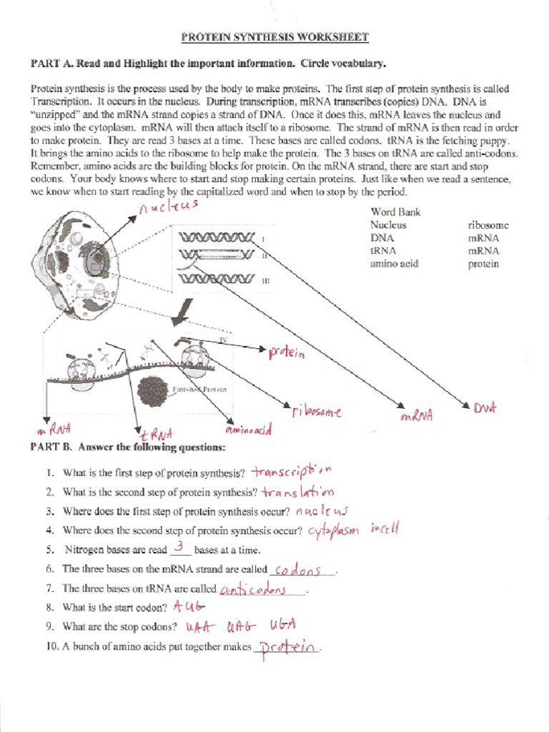 Protein Synthesis Answerkey | PDF