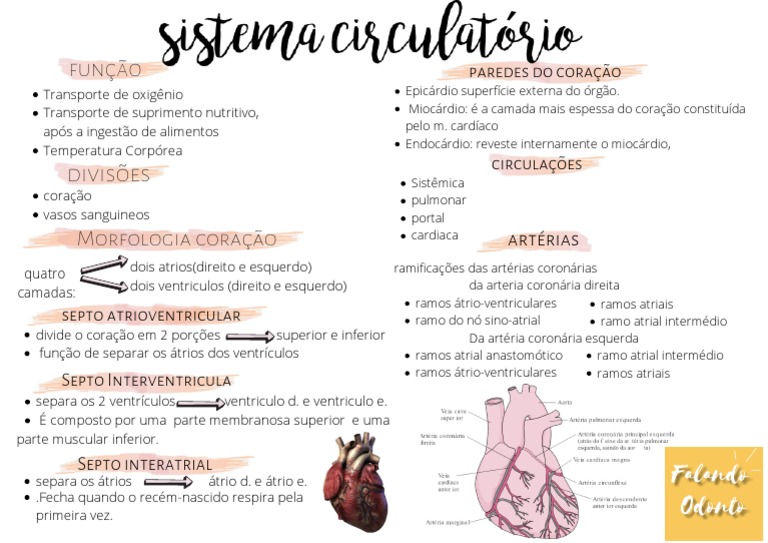 Mapa Mental Sistema Circulatório Pdf