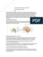 Sistema nervioso central y anatomía funcional del encéfalo