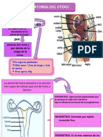 El Útero o Matriz: Anatomia Del Utero