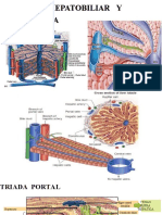 Teoria 4 Patologia Hepatobiliar 