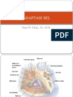 Adaptasi Dan Kematian Sel