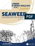 Seaweed Information Sheet - Wild About Wildlife On The Seashore - April 2021