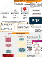 Protocolo Diagnóstico de Las Anemias Microcíticas, Normocíticas y Macrocíticas CAROLAYNNE MADRID