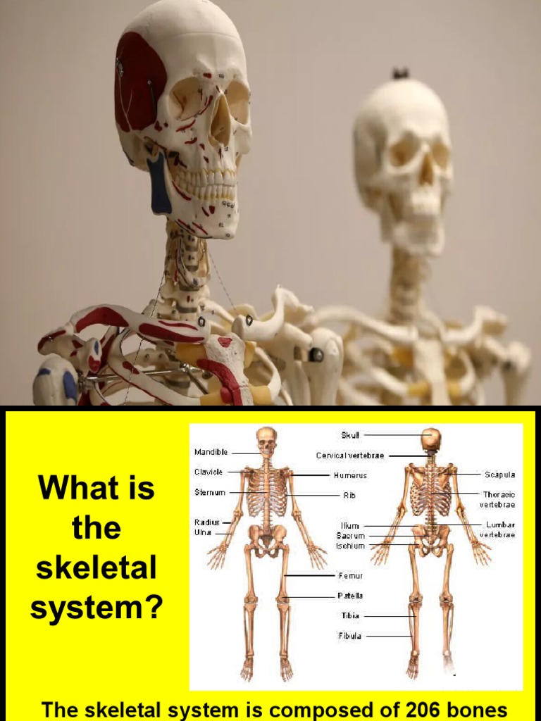 Skeletal System Anatomy and Physiology Biology Diagrams
