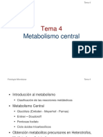 T4. Metabolismo Central