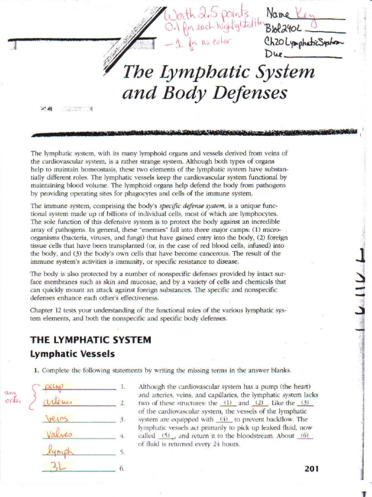 Free Worksheet Lymphatic System Worksheet anatomy physiology ii
