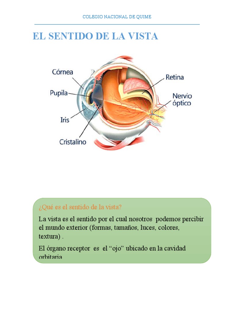 El Sentido de La Vista | PDF | Ojo humano | Percepción visual