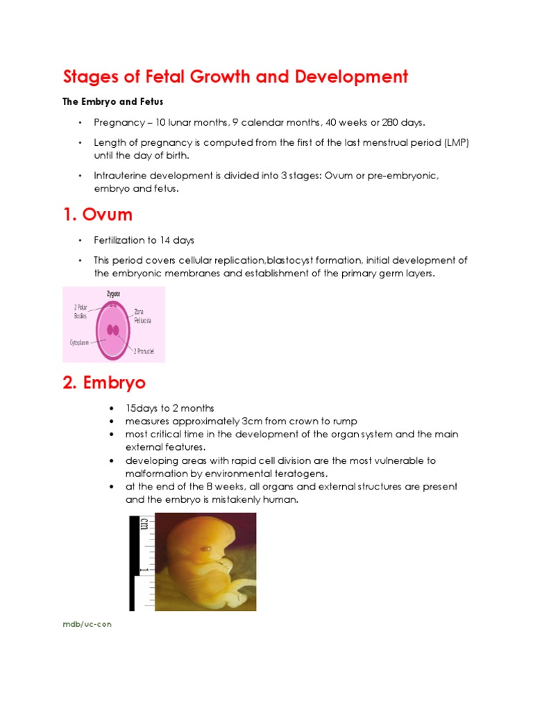 Fetal Growth Stages and Development Overview | PDF | Placenta | Fetus