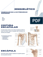 Sistema Musculoesquelético Músculos de La Extremidad Superior