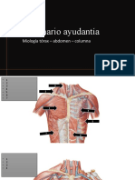 Laminario Ayudantía Torax Abdomen Columna