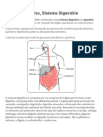 Função dos sistemas digestório, circulatório e respiratório