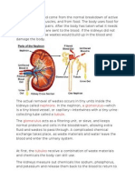 Kidney