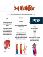 C.S II - Tarea 9. Sitema Circulatorio - Villalba Estefany