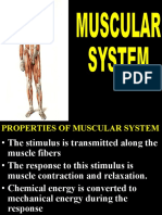 20201027-20201103-1149-Muscular System