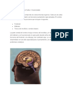 Biologia El Cerebro