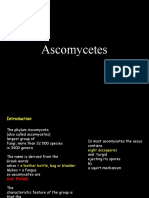  Ascomycetes