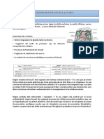 TEMA 4 Citosol I Compartiments Cel Lulars