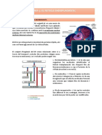 Tema 5 - Reticle Endoplasmàtic