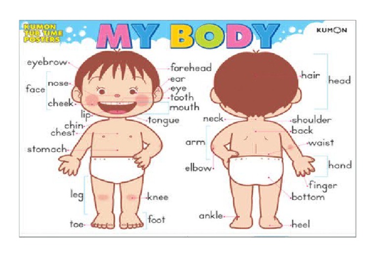 My Body | PDF