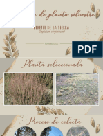 Colecta de Planta Silvestre