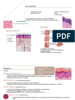 Resumen Piel HISTOLOGIA