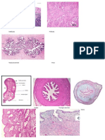 Histologia Del Aparato Reproductor Femenino y Masculino