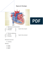 Musculo Cardiaco