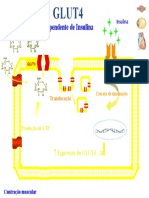 GLUT4 translocação e produção de ATP dependente de insulina