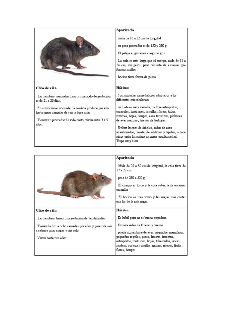 ratas | PDF | Aves | Insectos
