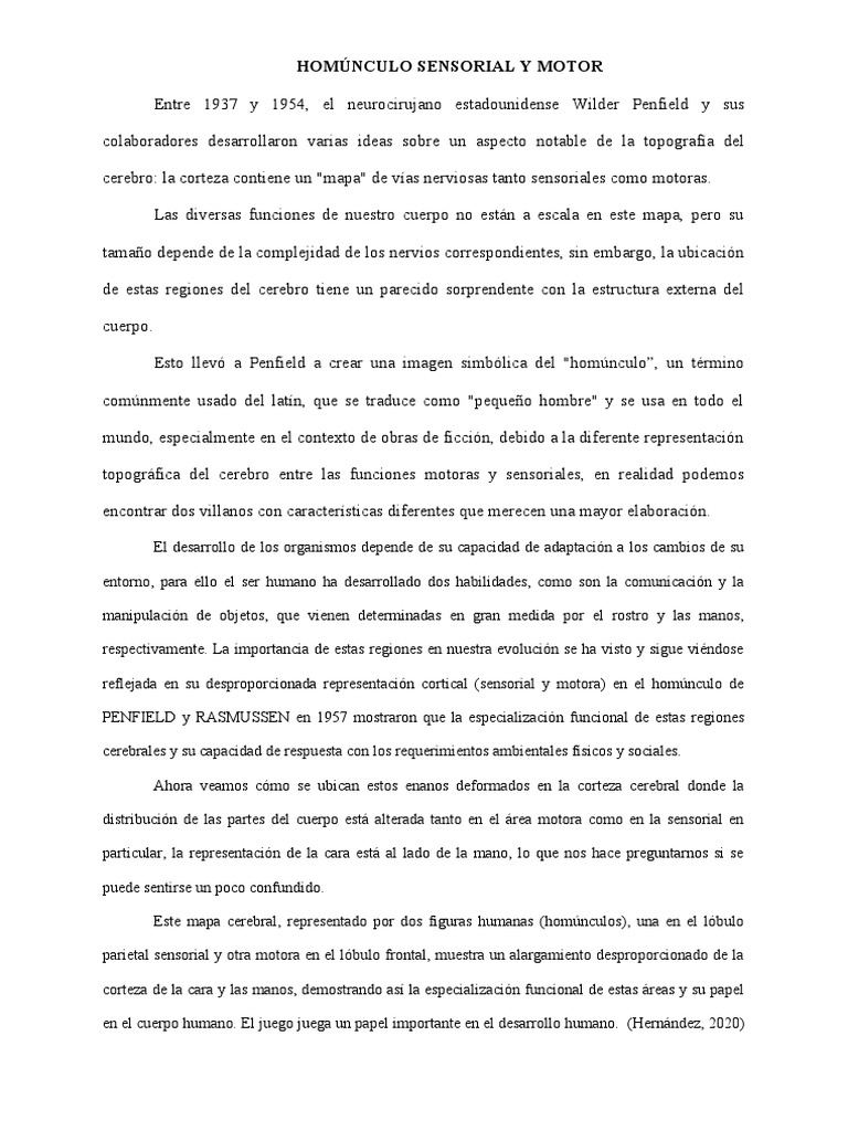 Homúnculo Sensorial y Motor Mayteler | PDF | Cerebro | Corteza cerebral