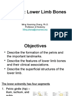 13 Anatomy Lower Limb Bones