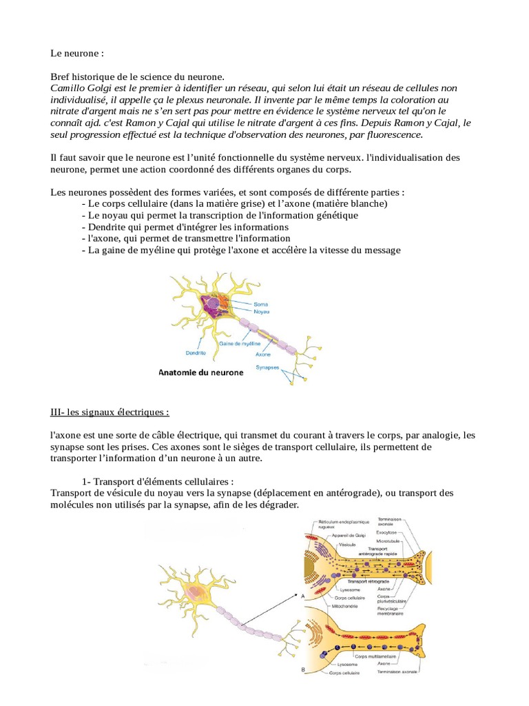 Axones myélinisés et non myélinisés | PDF | Axone | Neurone