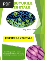 tesuturile_vegetale_1