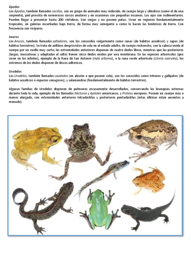 Ápodos | PDF | Ciencia y matemáticas