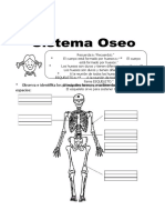 El esqueleto humano: huesos principales y su función