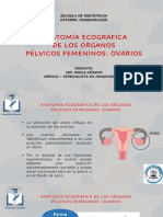 Anatomía Ecográfica de Los Ovarios