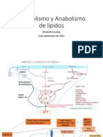 Catabolismo y Anabolismo de Lípidos EES 2021