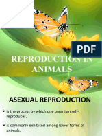 8 Reproduction in Animals