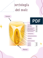 Actividad 7 - Morfología de Los Cereales AAVM