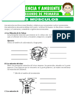 Los Musculos para Segundo de Primaria